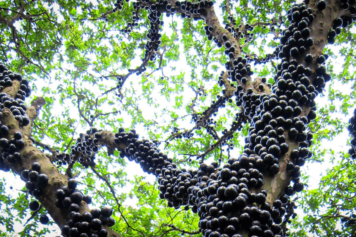 Brasil lidera mega produções de frutas do melão potiguar ao jabuticaba gigante