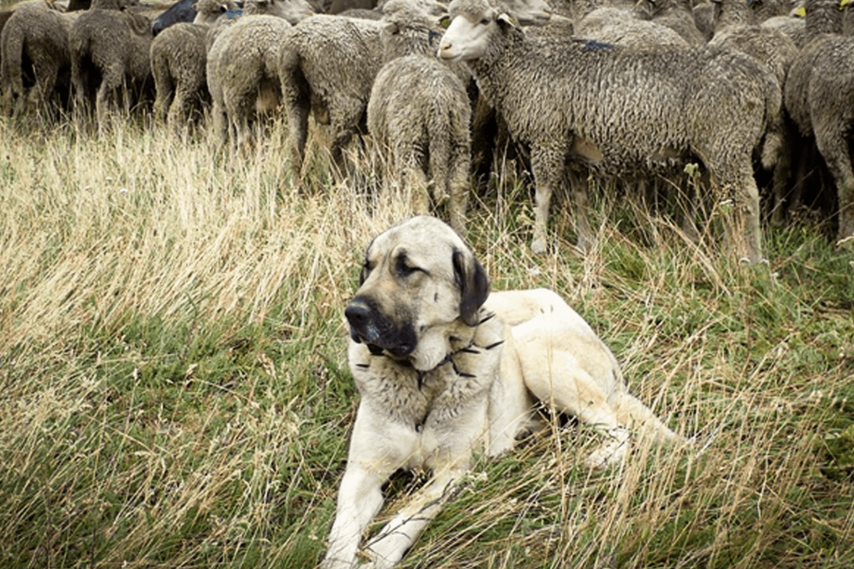 Cães guardiões protegem 3 200 ovelhas e reduzem ataques a rebanhos