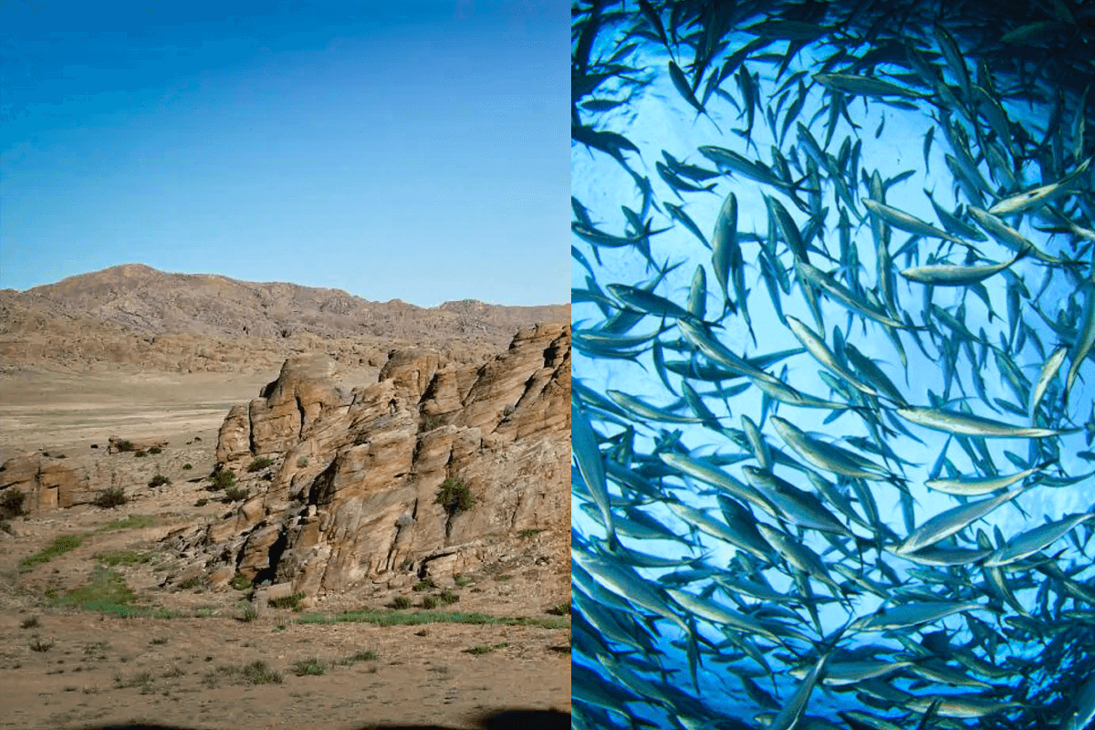 Como a China transformou o deserto mais inóspito da Ásia em um imenso “oceano” artificial em um ano, com milhões de peixes vivos
