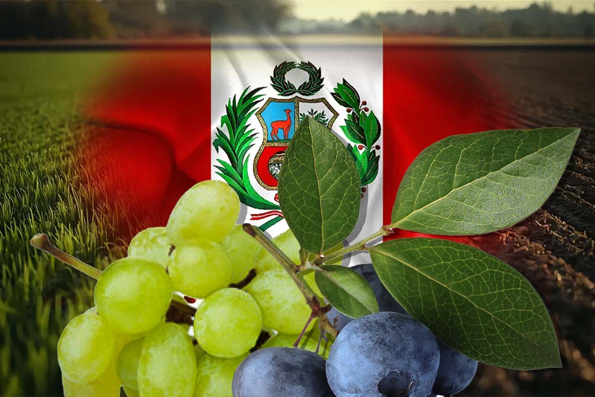 Do deserto ao topo: como o Peru virou potência global de frutas e enfrenta nova crise hídrica