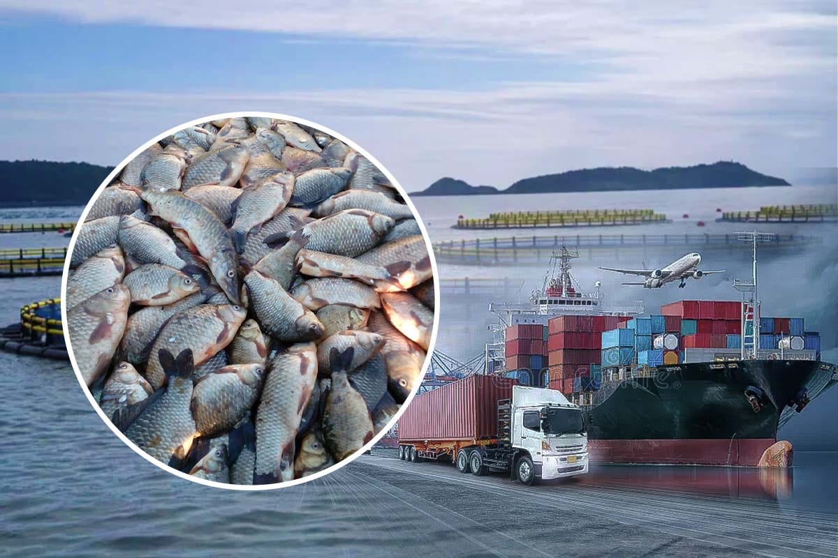 Megaoperação da tilápia no Brasil: 20 mil kg de ração diária, 14,5 toneladas de peixe processado, 800 tanques-rede e sistema inovador que transforma carcaças em lucro e abastece os EUA em 48h