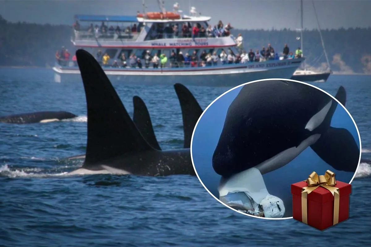 Orcas selvagens intrigam cientistas ao ‘presentear’ humanos no mar