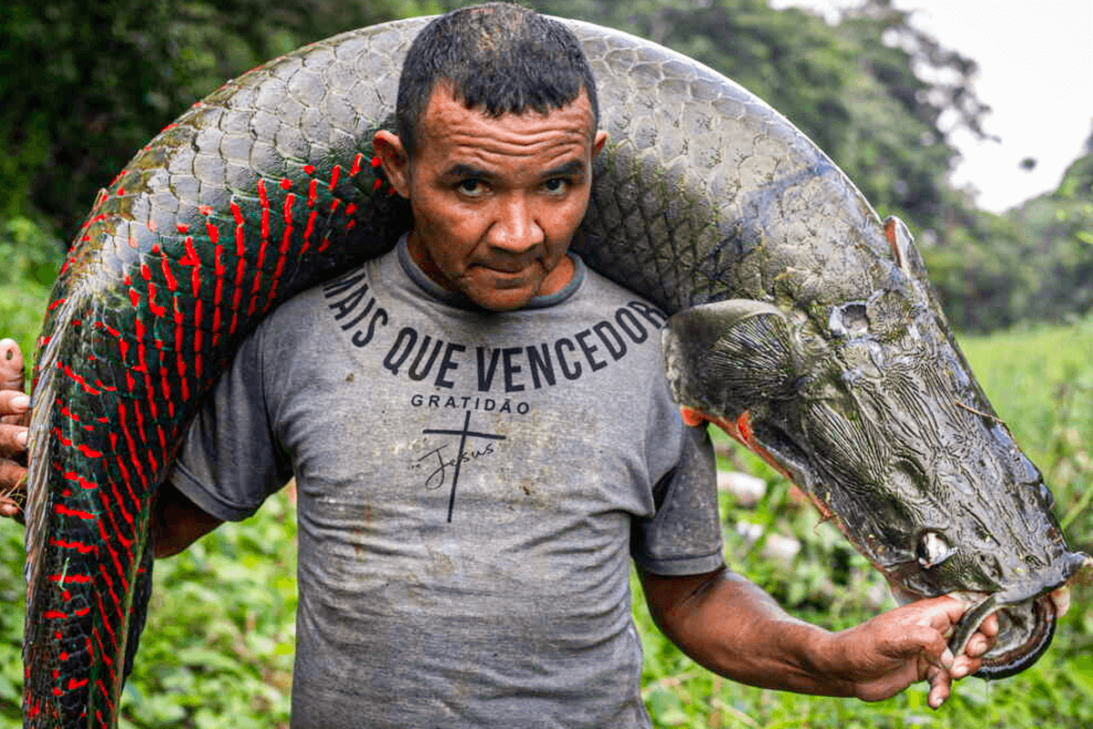 Quase extinto algumas décadas atrás, peixe brasileiro ressurgiu gigante fora da Amazônia